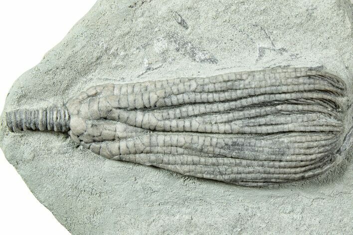 Fossil Crinoid (Pachylocrinus) - Crawfordsville, Indiana #231923
